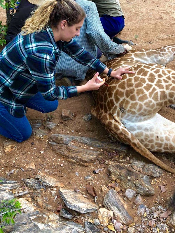 ACE volunteer injecting a sedated giraffe