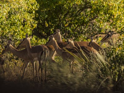 Multiple impala