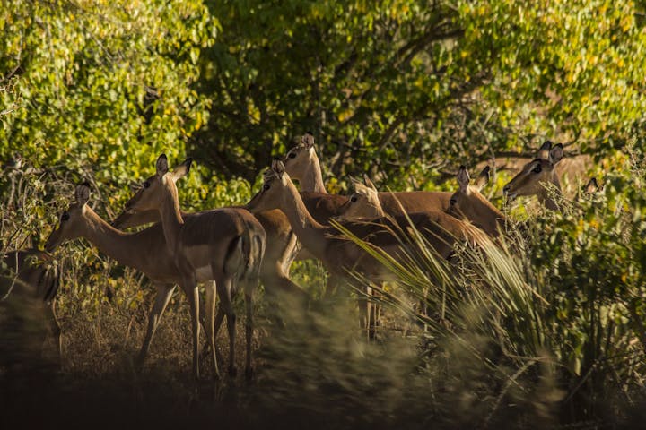 Multiple impala