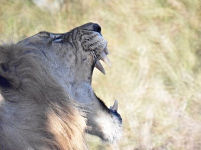Isobel Yeo: close-up of a lion yawning