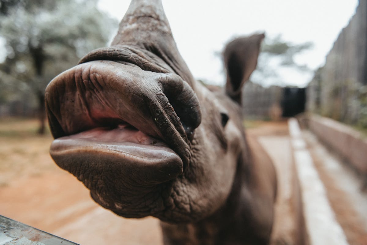 Close up of a baby rhino, The Rhino Orphanage
