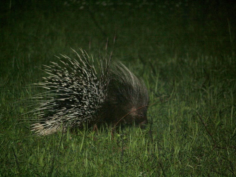 Porcupine with erect spines