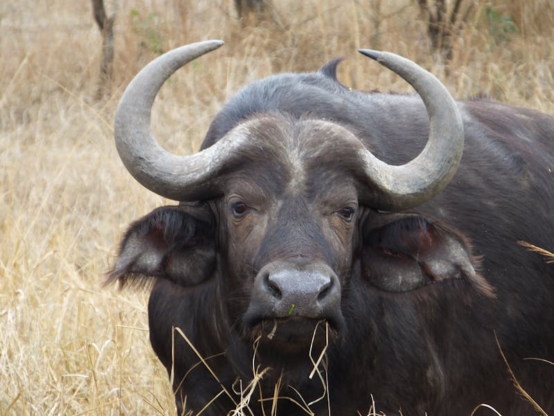 A buffalo facing the camera at Phinda