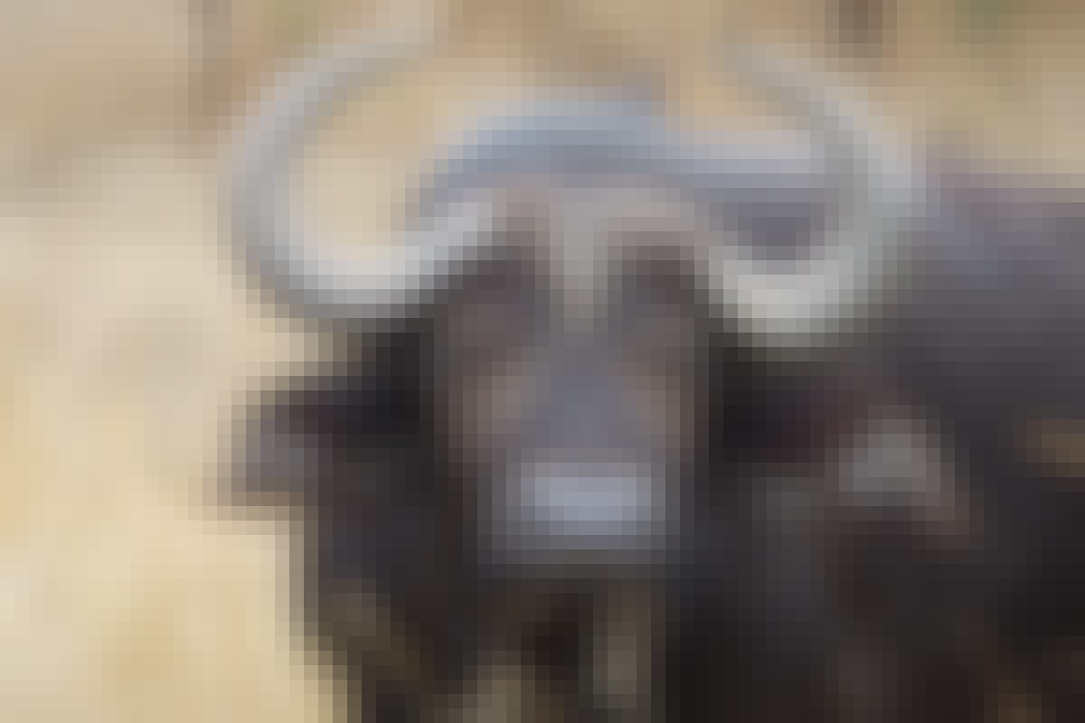 A buffalo facing the camera at Phinda