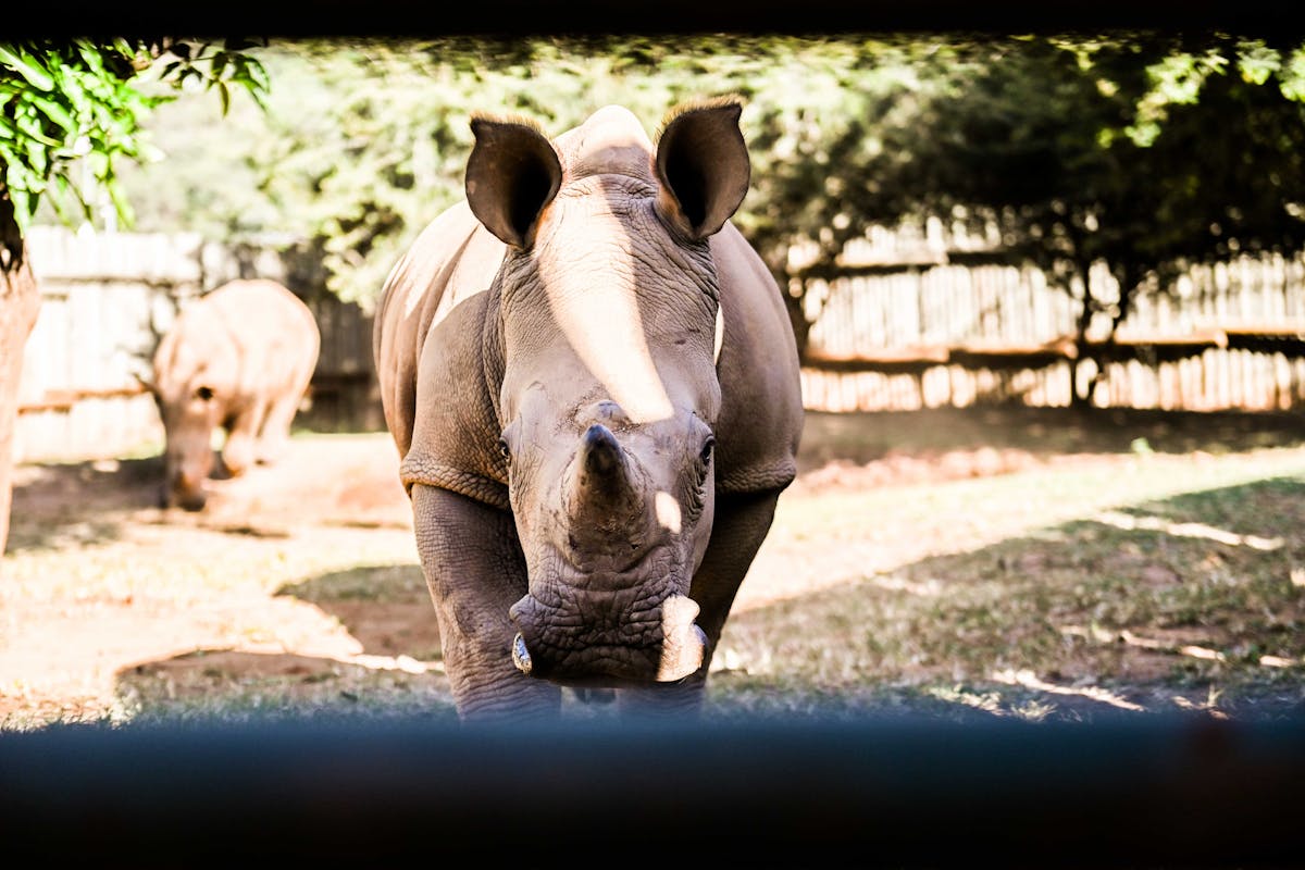 Rhino staring at the camera at Care for Wild Africa