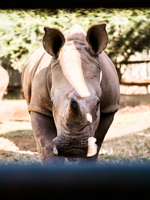 Rhino staring at the camera at Care for Wild Africa