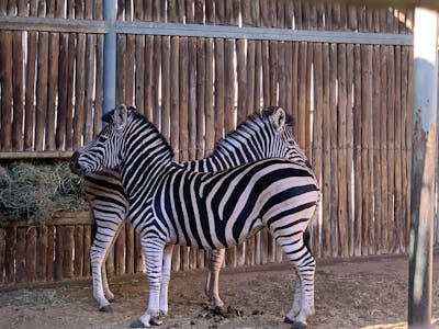 Siske Loggie: zebras