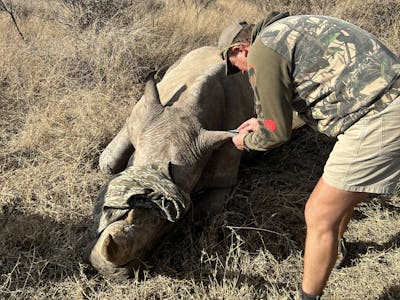 Kaitlyn Evans: Rhino having its blood drawn