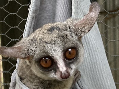 Norma Falconer: bush baby