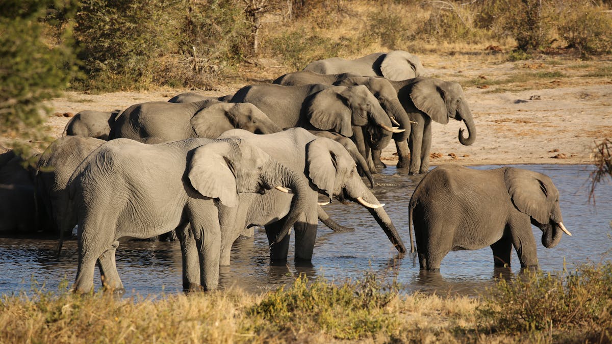 A herd of elephants drinking in a river in South Africa