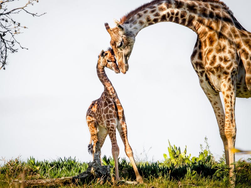 A recently born giraffe attended by her mother