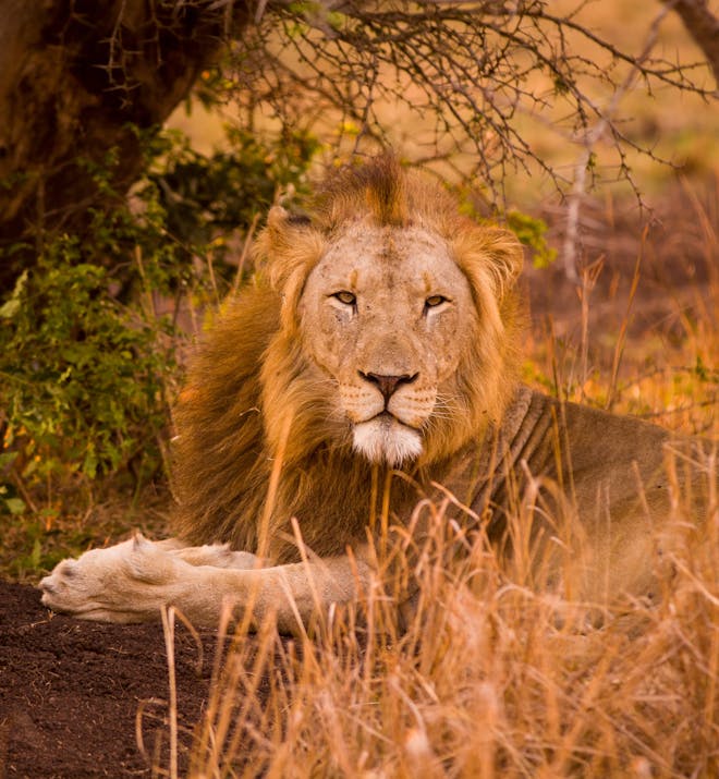 Karl Johan Nils Friberg: Close up of a lion looking to the camera, in the Okavango