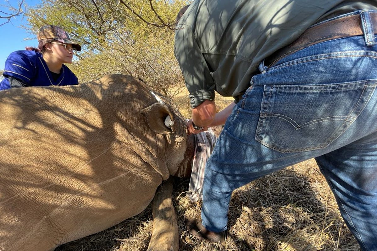 Michelle Roegiers: working on a sedated rhino