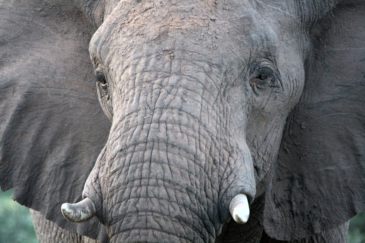Closeup photo of an elephants face