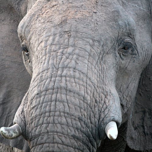 Closeup photo of an elephants face
