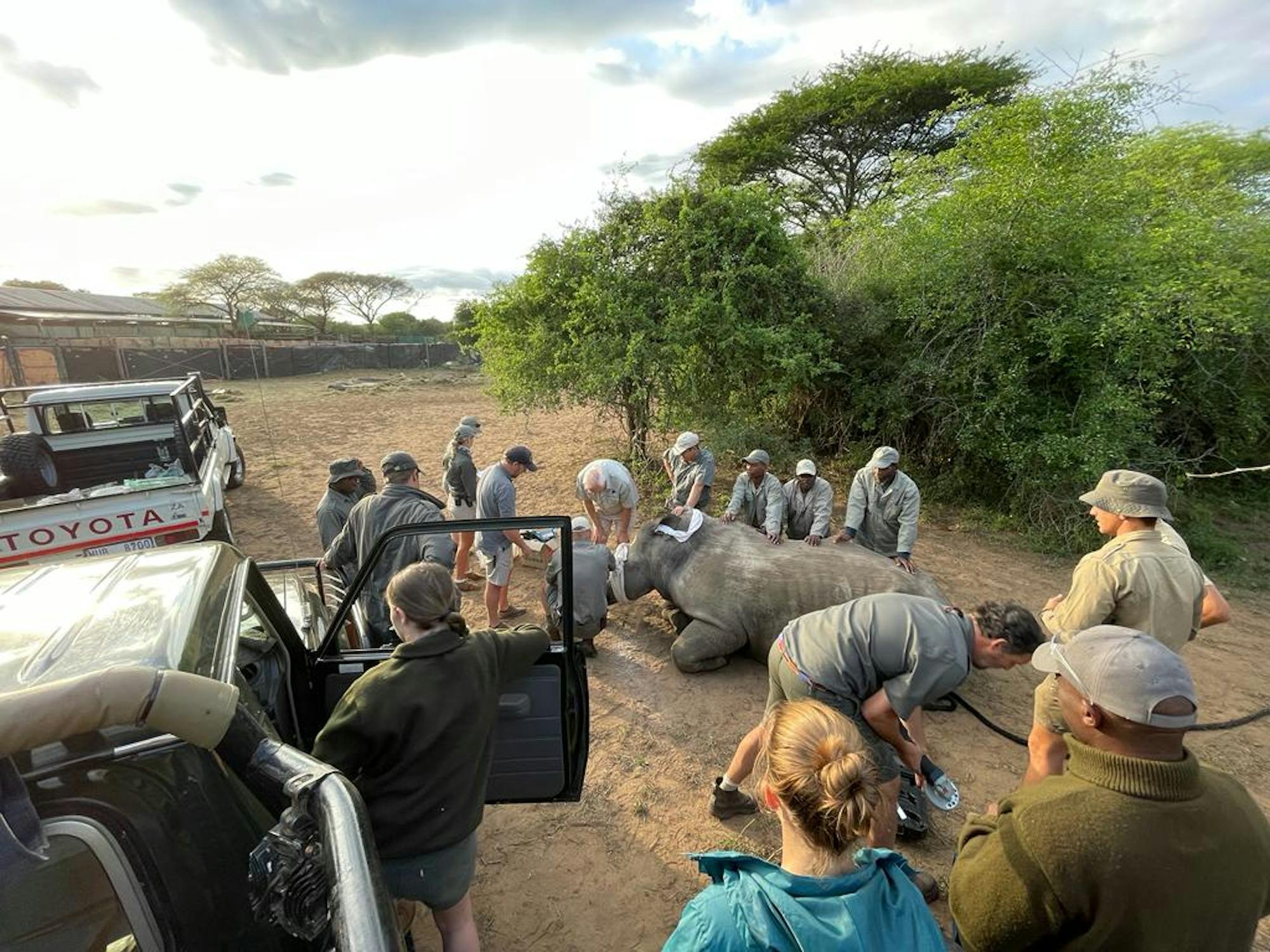 Frances Watson: rhino dehorning