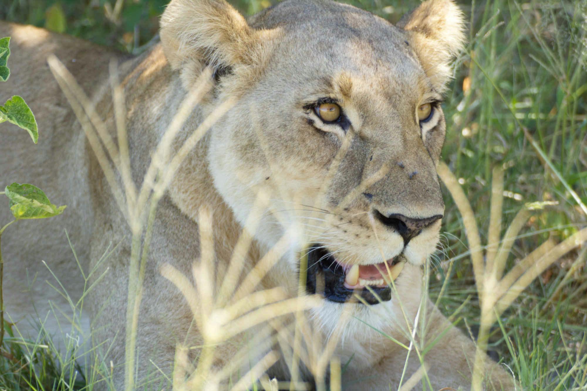 Close-up of a lion