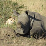 Gabby: Close-up of a baby rhino