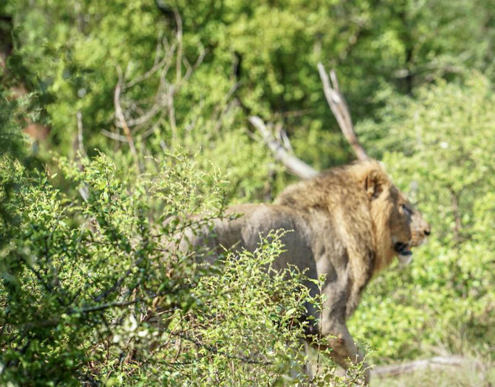 Lion walking through the Kruger