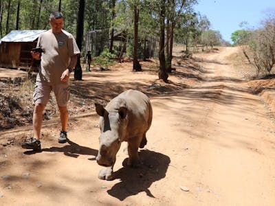 Louis J Grittani walking a rhino