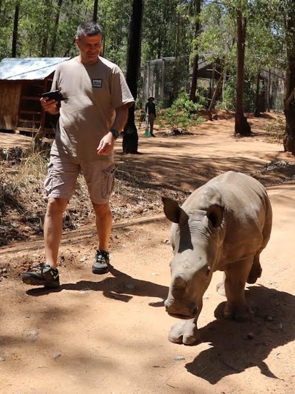 Louis J Grittani walking a rhino