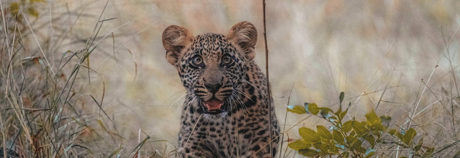 Close-up of a baby leopard, looking into the camera