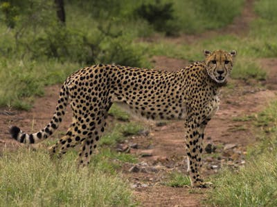 Deschu Oldham: close-up of a cheetah