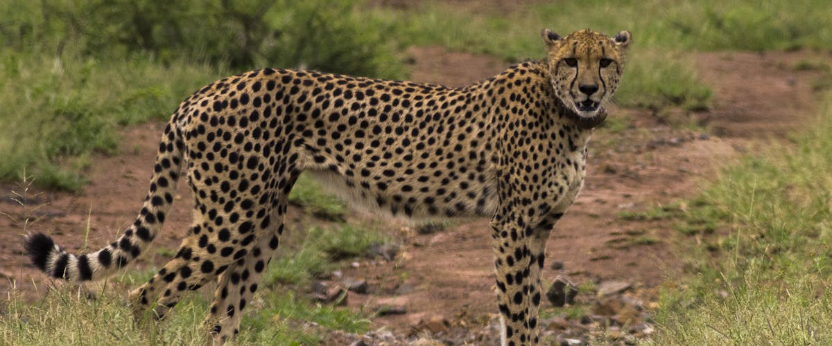 Deschu Oldham: close-up of a cheetah
