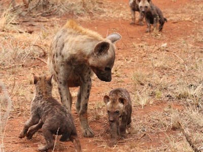 Nathalie Neumann: Hyena and hyena pups