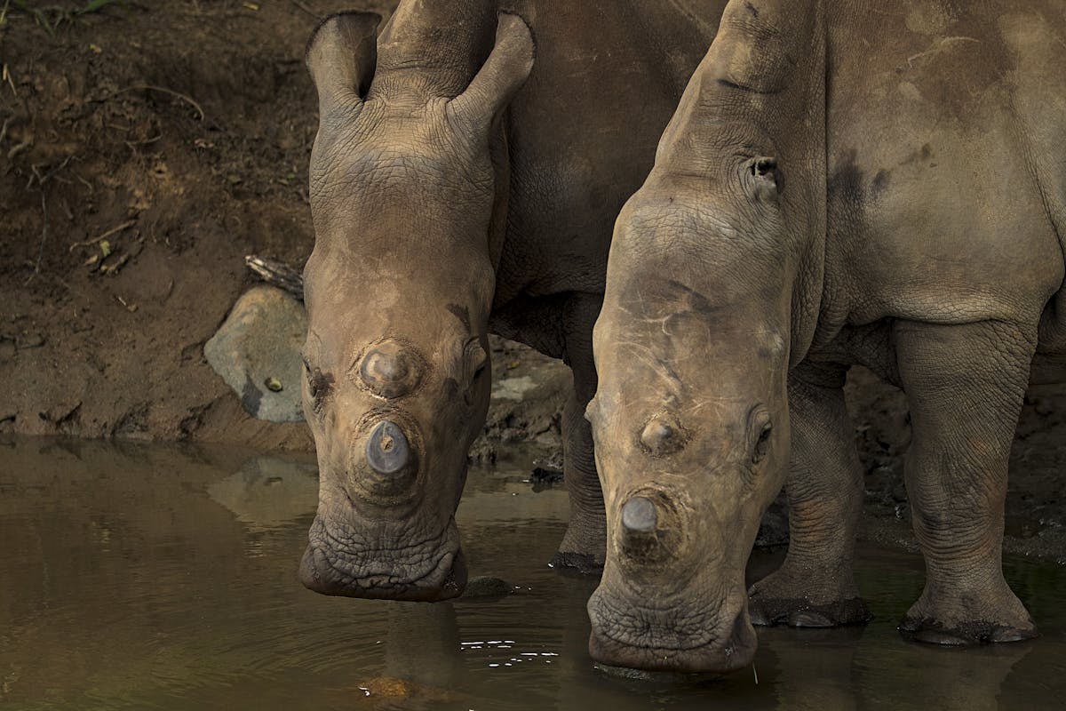 Two rhinos drinking from water