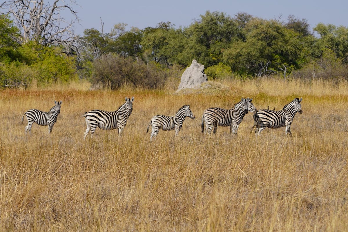 Rino Eliassen: zebras in the plains