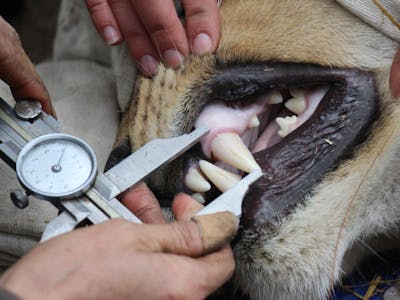 Close-up of the teeth of a lion, as part of the veterinary work