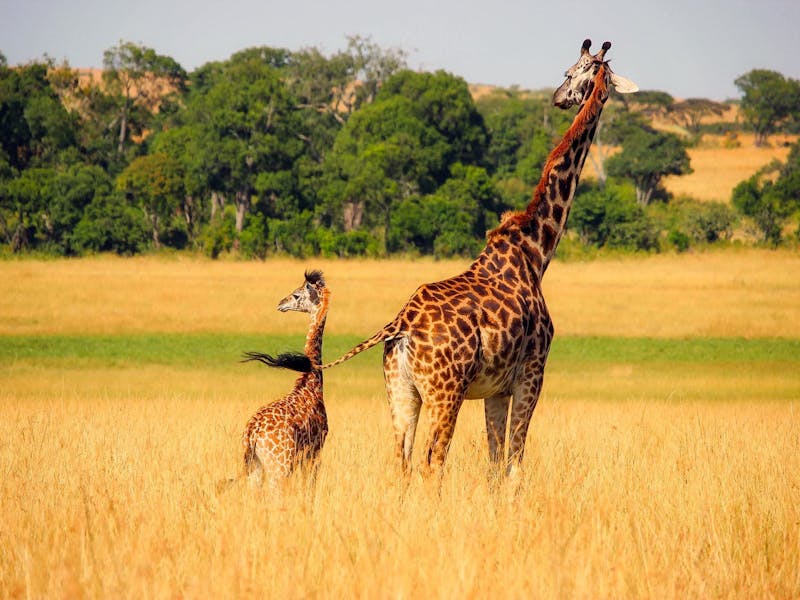 An old and a young giraffe stand together in the savannah