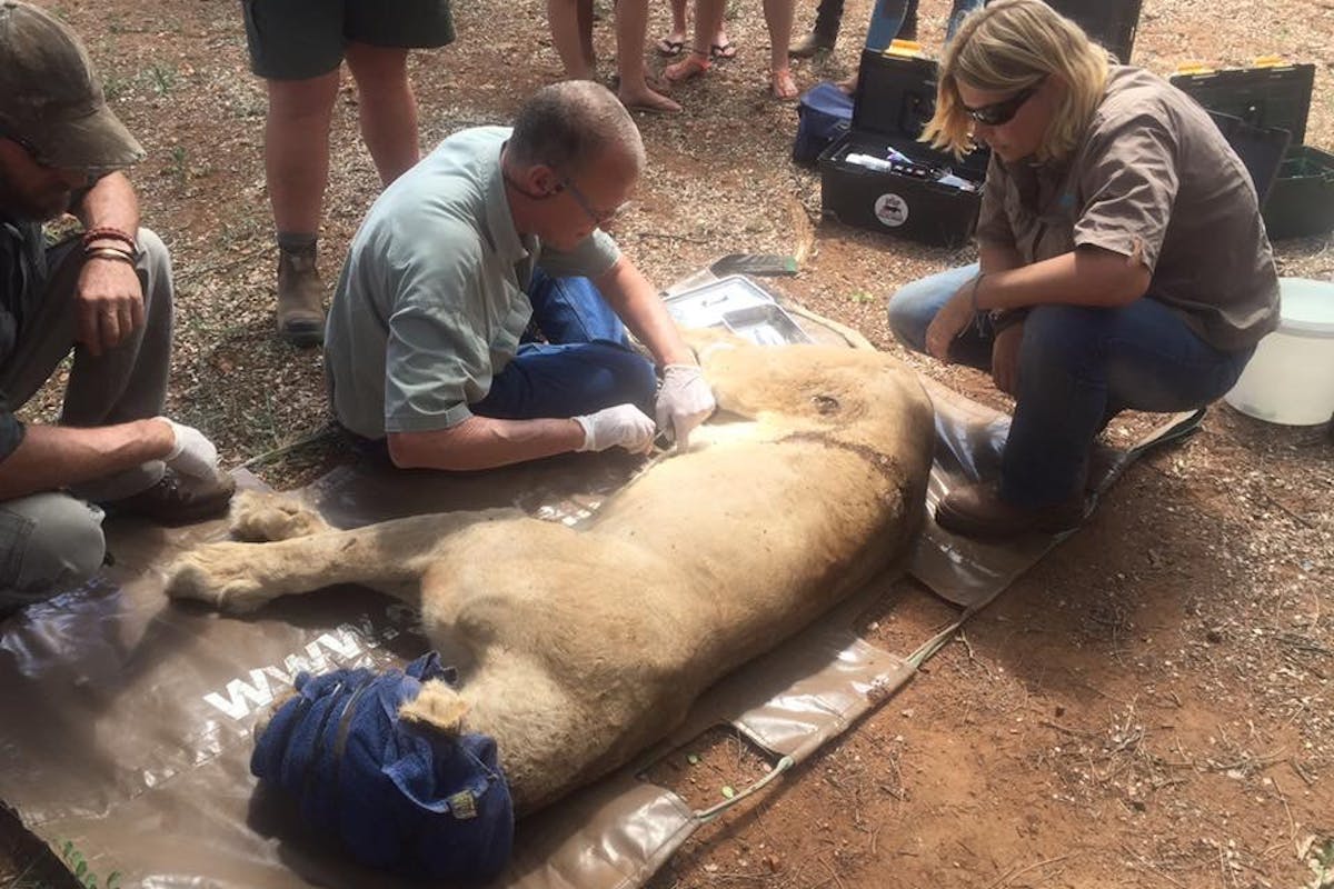 Daina Rawlings: veterinary work on a sedated lion