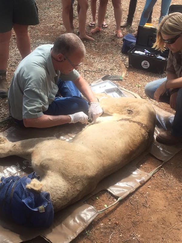 Daina Rawlings: veterinary work on a sedated lion