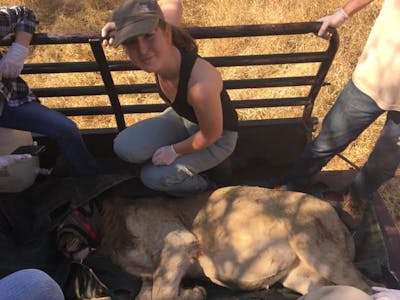 Keavy Garland: posing with a sedated lioness