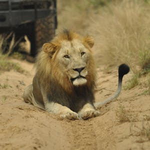 A lion blocks the road