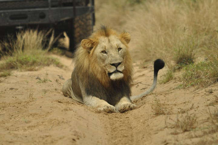 A lion blocks the road