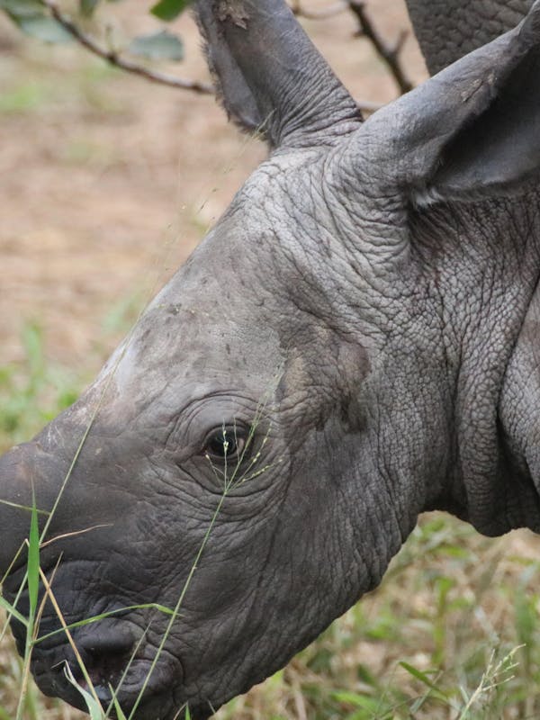 Phinda Wildlife Research Project: rhino calf close up