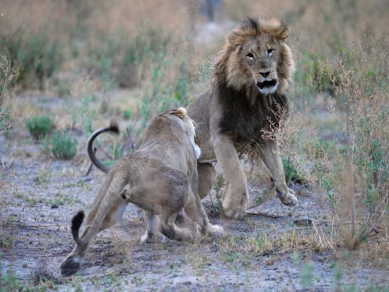 Lions mating