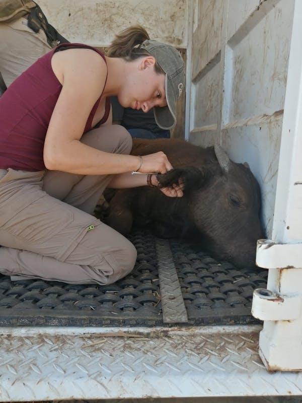 Sophia Greisen: injecting a baby buffalo