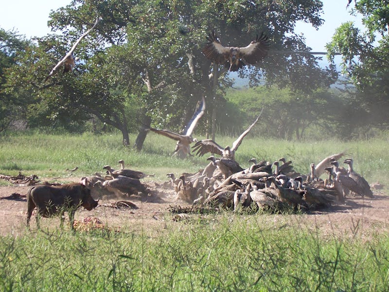 Vultures at Moholoholo