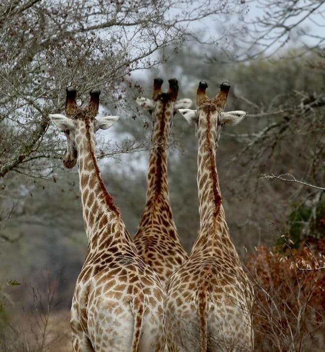 Three giraffe at Phinda