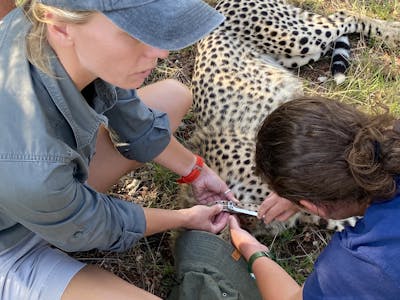 Katherine Prindle: assisting with cheetah de-collaring at Phinda Private Game Reserve