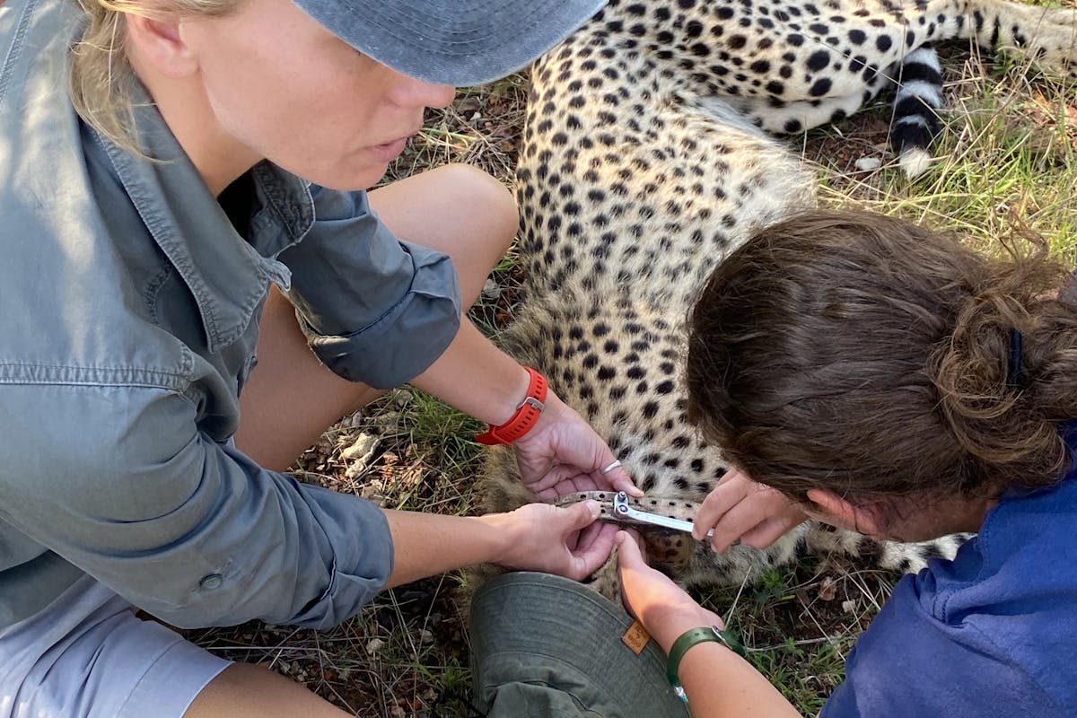 Katherine Prindle: assisting with cheetah de-collaring at Phinda Private Game Reserve