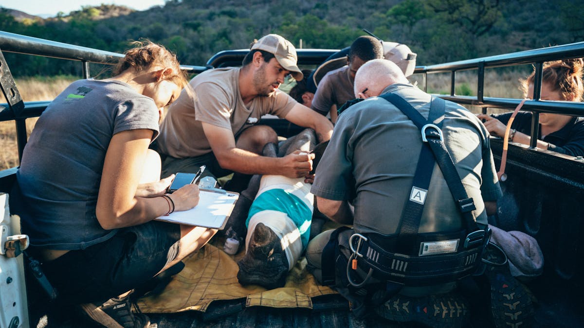 ACE volunteers monitoring a sedated rhino in the back of a vehicle