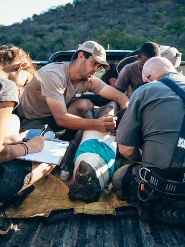 ACE volunteers monitoring a sedated rhino in the back of a vehicle