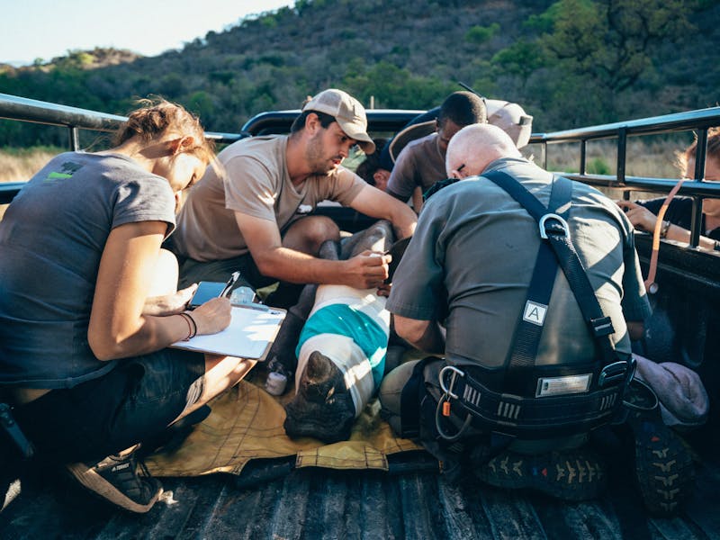 ACE volunteers monitoring a sedated rhino in the back of a vehicle