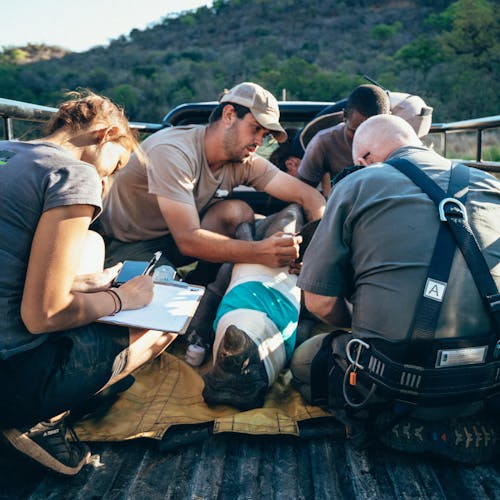 ACE volunteers monitoring a sedated rhino in the back of a vehicle