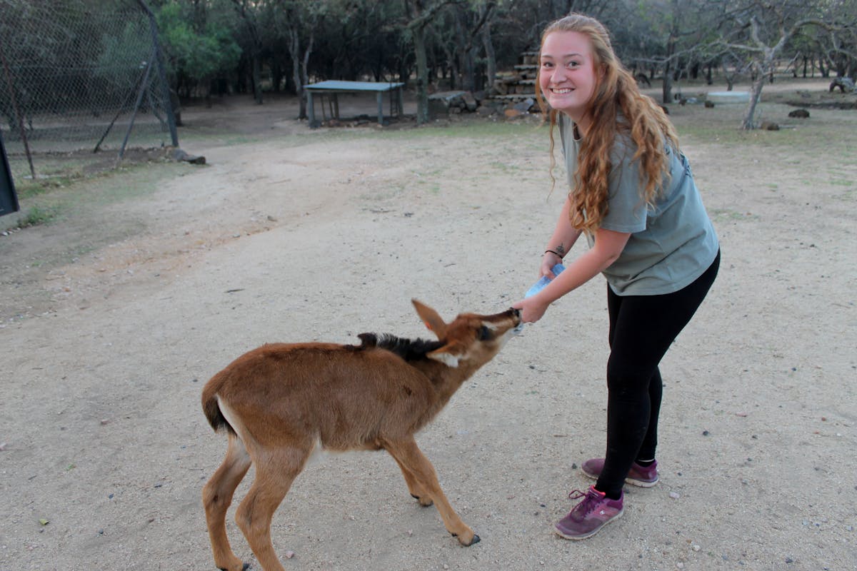 Student feeding an antelope
